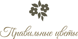 Правильные цветы - Город Новосибирск