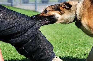 Юридические услуги в Новосибирске Взыскание ущерба при укусе собаки.jpg