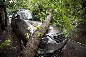 Услуги юриста при падении дерева на автомобиль в Новосибирске  Город Новосибирск